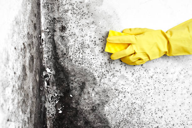 Best Commercial Mold Removal  in Valle Vista, AZ