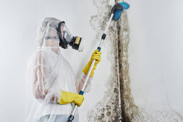 Certified Mold Removal in Valle Vista, AZ
