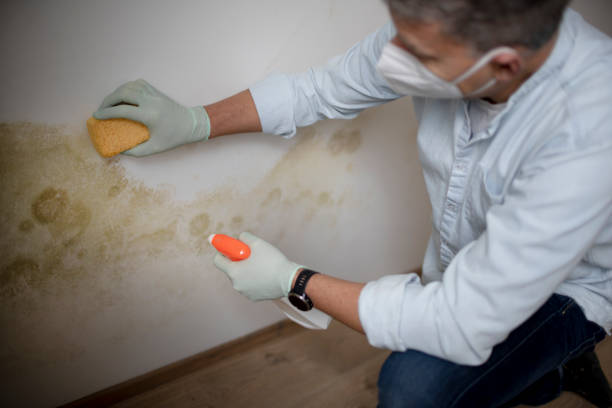 Best Mold Remediation  in Valle Vista, AZ