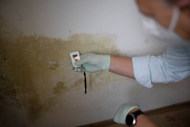 Best Mold Testing  in Valle Vista, AZ