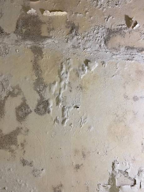 Mold Testing and Removal in Valle Vista, AZ