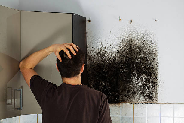 Best Same-Day Mold Removal  in Valle Vista, AZ