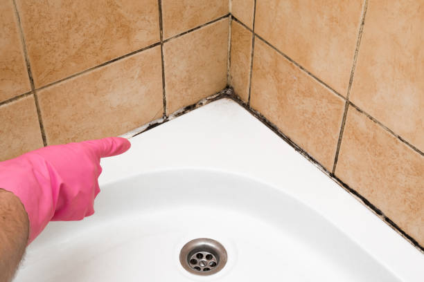 Best Black Mold Removal  in Valle Vista, AZ