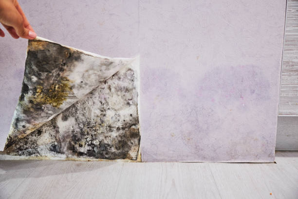 Best Affordable Mold Removal  in Valle Vista, AZ